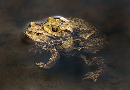 Common Toads mating