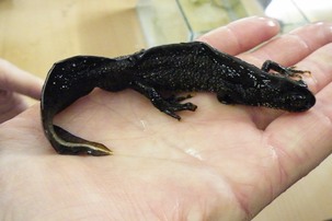 Great Crested Newt collected under licence