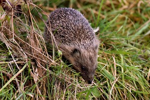 Hedgehog foraging in grass