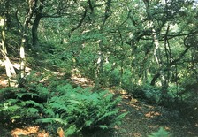 Upland Oak Woodland