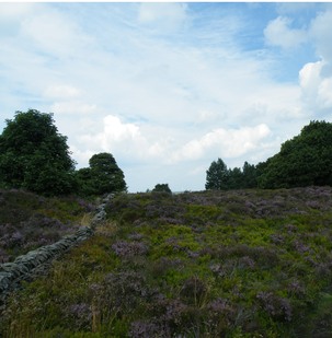 Lowland heath on Hartcliffe Hill