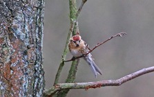 Redpoll