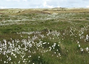 Cotton Grass blanket bog Dark Peak SSSI