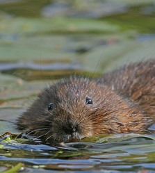 Water Vole swimming