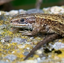 Common Lizard