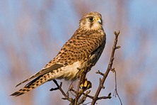 Perched Kestrel