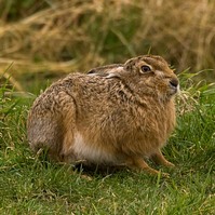 Brown Hare