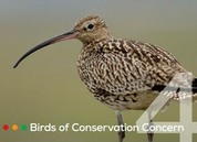 Birds of Conservation Concern 4  published in 2015