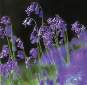 Bluebell