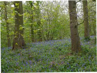 Bluebell woodland