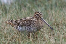 Snipe. Image: Ron Marshall