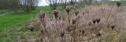 Amenity grassland with wild carrot