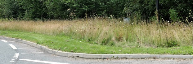 Verges managed for biodiversity near Birdwell