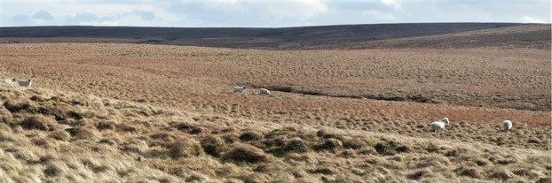 Overgrazed blanket bog