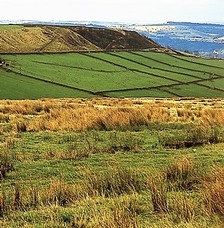 Rush Pasture in foreground with pastures and sheep behind