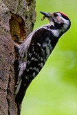 Lesser Spotted Woodpecker