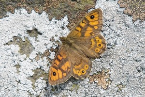 Wall Brown image by Alwyn Timms