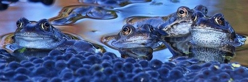 Amphibians: Frogs in water with spawn