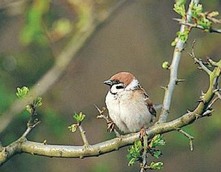 Tree Sparrow