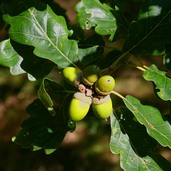 Sessile Oak