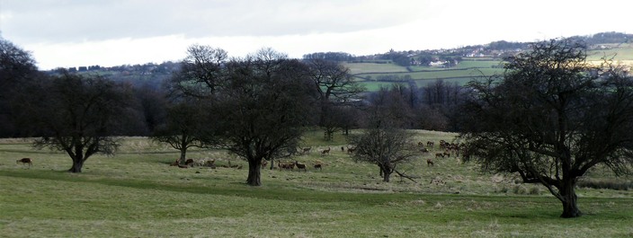 Stainborough parkland with deer grazing amongst old hawthorn trees