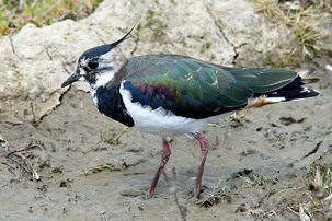 Lapwing at Adwick washlands