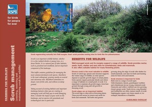 RSPB advice note on Scrub Management