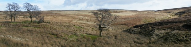 Blanket bog plateau with trees in foreground