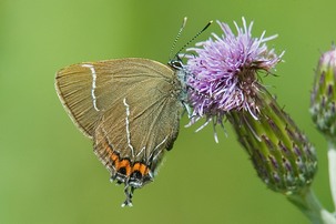 White-letter Hairstreak on thistle. Image: Alwyn Timms