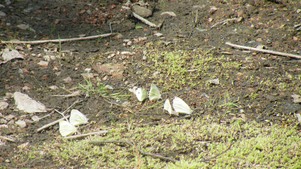 Butterflies on bar mud substrate