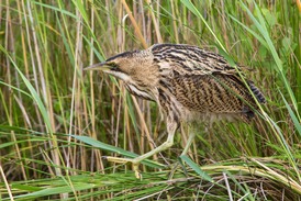 Bittern in reedbed