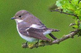 Pied Flycatcher