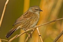 Dunnock