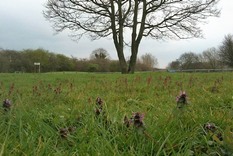 Bolton Brickyard wild flowers