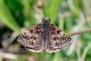 Dingy S‬kipperat Blackmoor Common