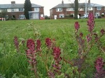 Flowers from plugs planted in Bolton Brickyard grassland