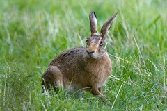 Brown Hare resting in grassland. Alwyn Timms