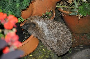 Hedgehog in garden