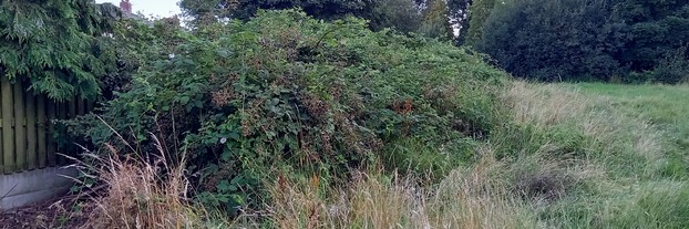 Bramble scrub patch