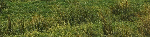 Scattered clumps of Rushes