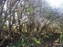 Scrub along former railway track now TPT