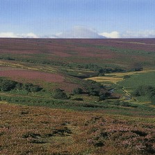 Upland heath