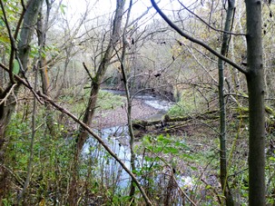 Wet Woodland along the River Dove