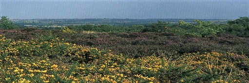 Lowland heath with heather and gorse