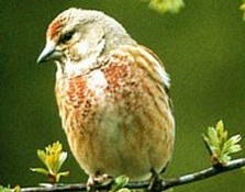 Linnet