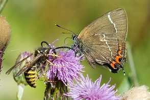 White-letter Hairstreak butterfly with wasp at Hugset Wood