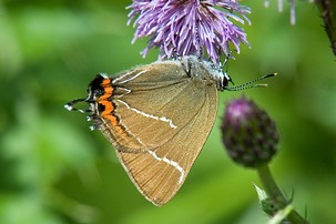 White-letter Hairstreak on thistle. Image: Alwyn Timms