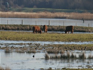 Wath Ings wetlands