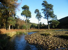 Little Don near Langsett