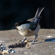 W‎illow Tit at RSPB Old Moor